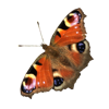 Markus Doppler's butterfly logo